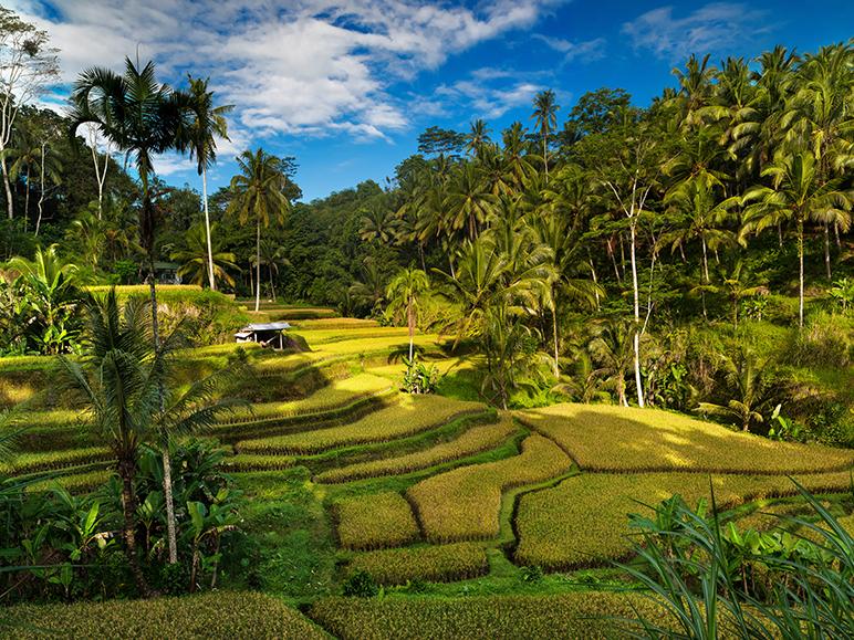 Circuit si Sejur Bali